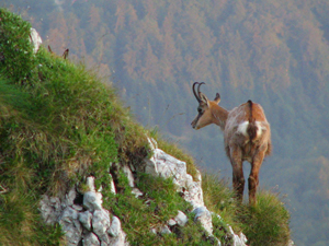 Piatra Craiului National Park