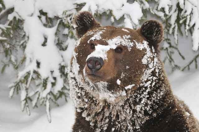 brown bear