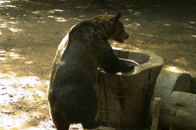 Brown bear watching tour