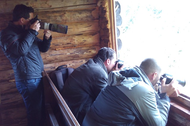 Brown Bears watching tour