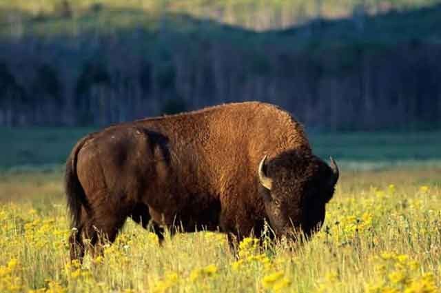 Wildlife trips